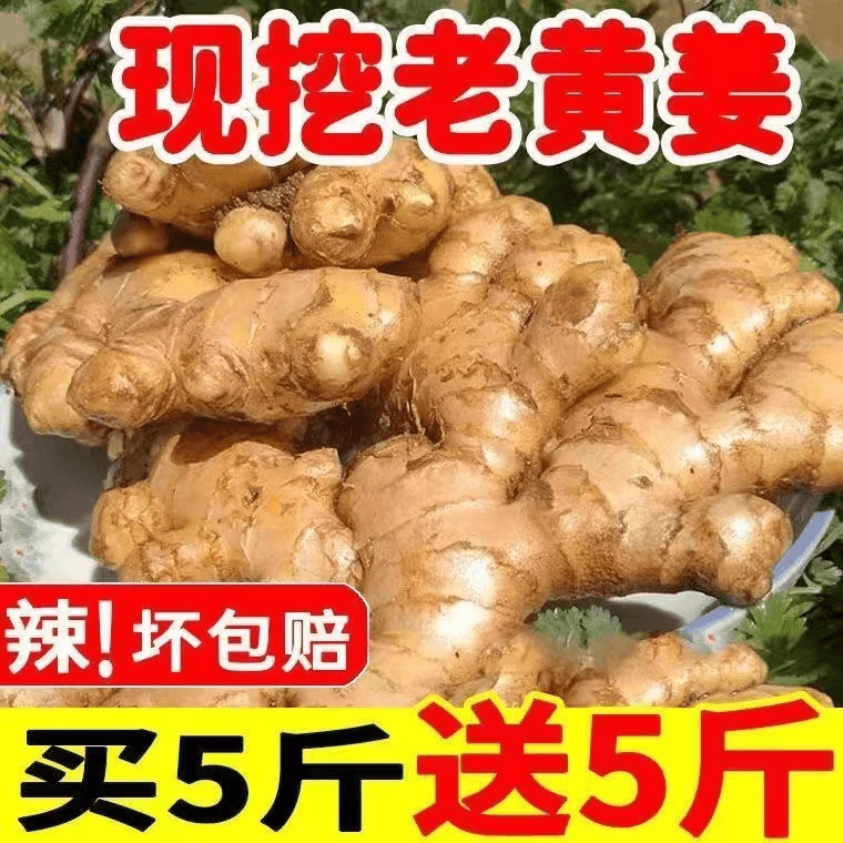 很便宜精选老姜月子姜正宗云南现挖小黄姜辛辣浓郁调味养0.5-9斤