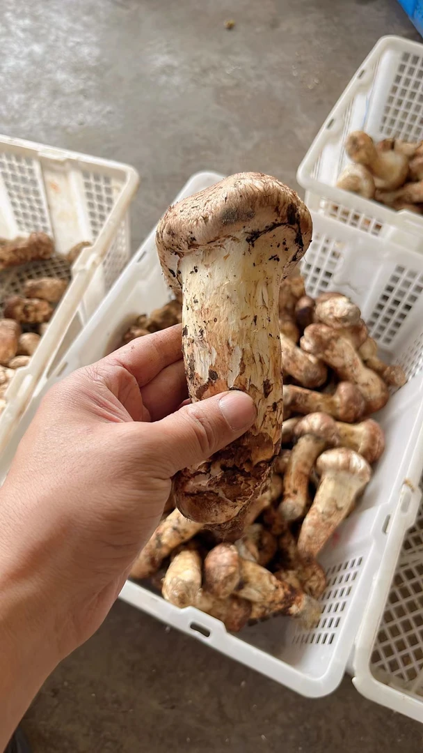 野生松茸冷冻香格里拉云南野生菌松茸美味正宗出口级松茸菌1000克