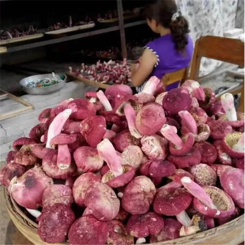 广西容县天然野生红菇孕妇月子红蘑菇红椎菌干货香菇500克包邮