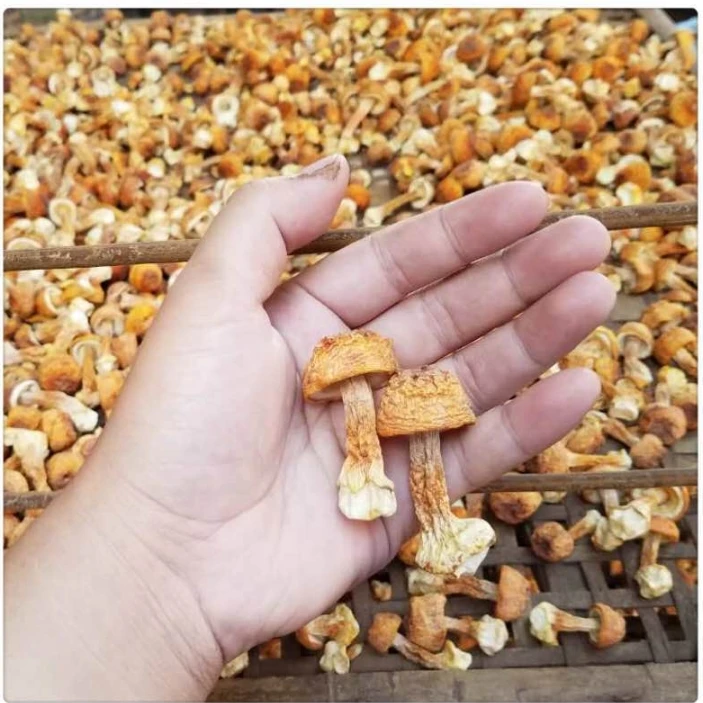 云南特产 小勐统熏巴西蘑菇姬松茸干货 大朵精选新品