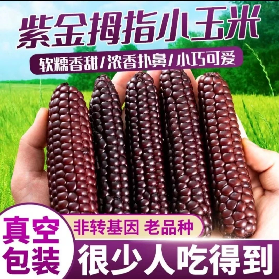 紫拇指小玉米A果低脂香甜软糯宝宝辅食营养好吃代餐清甜粗粮500g