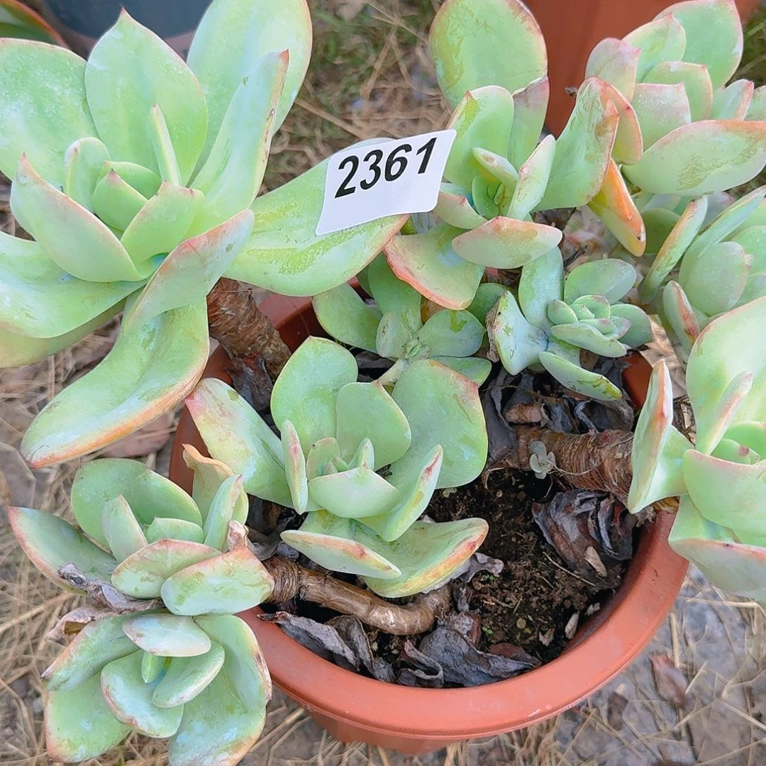 野**离11515466464646464