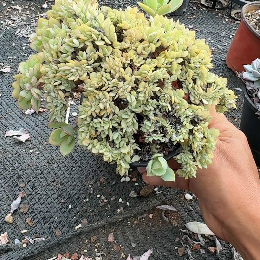 ✨***姐184546464664646444