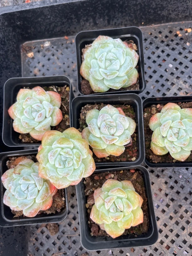 单头冰玉10颗一组福利