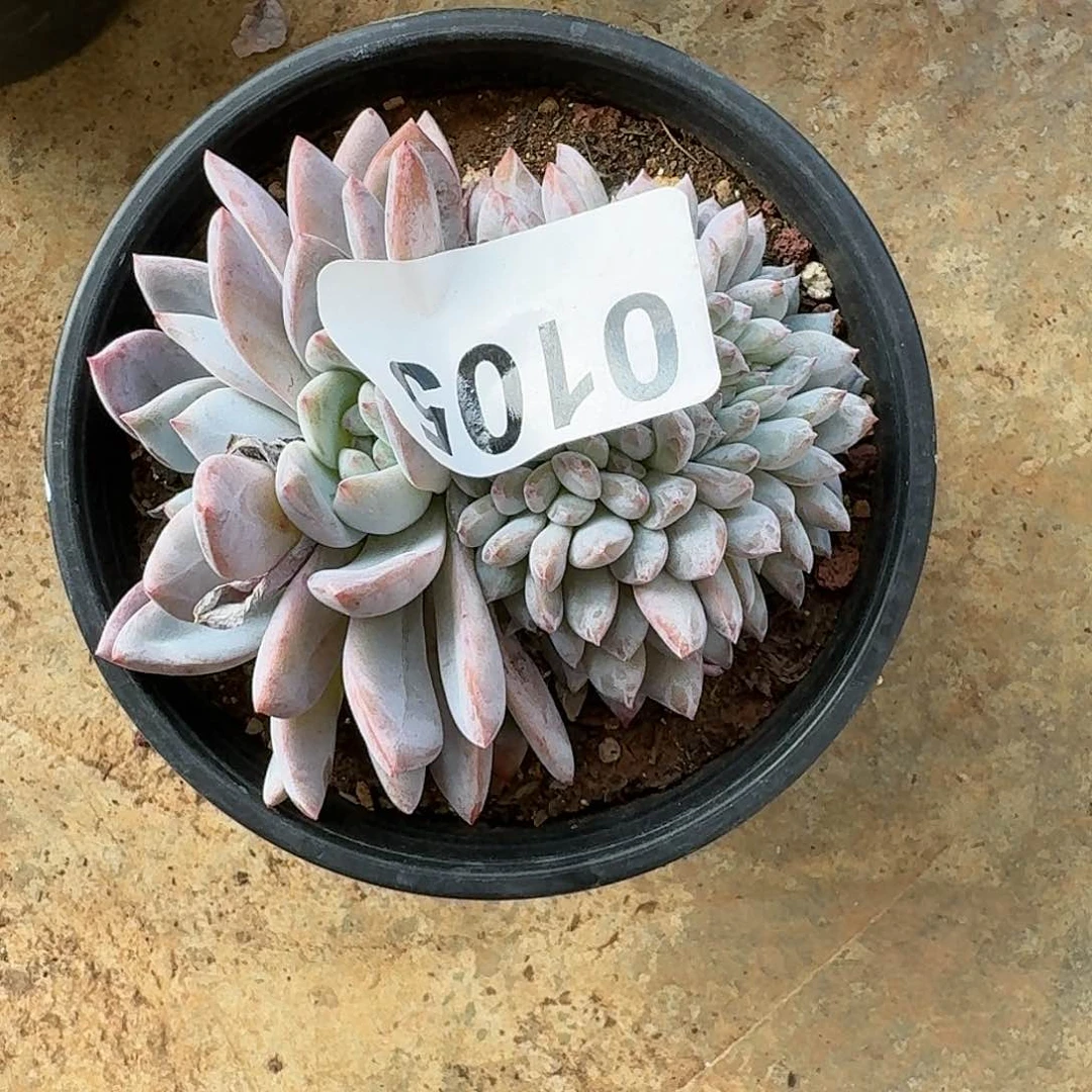 谭*洁484643646494644