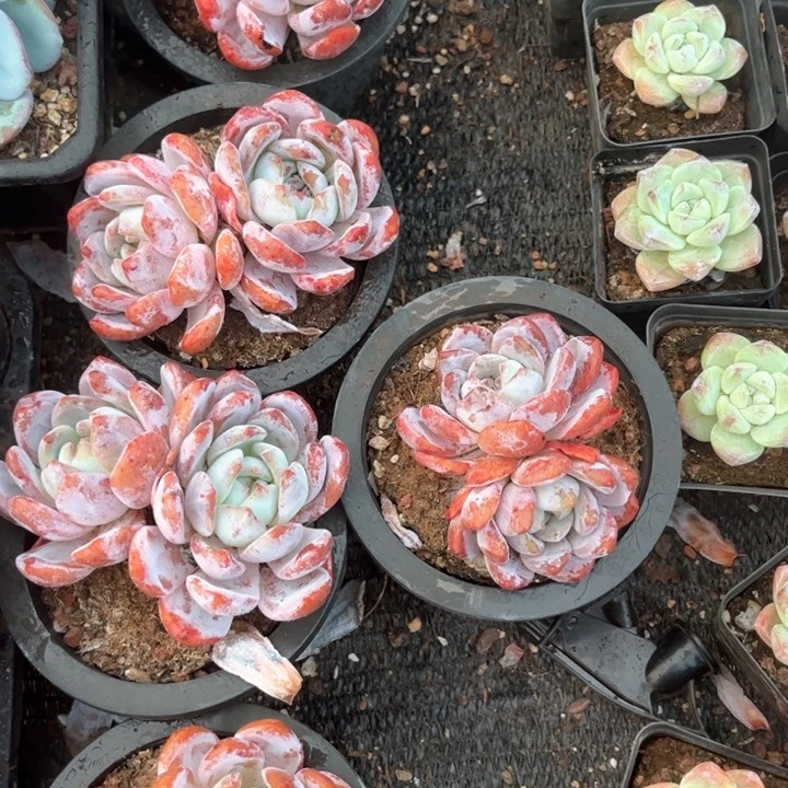 谜*15666666666999999999