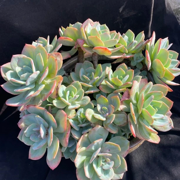 白凤整桩 直播间一物一拍 整桩整群大白凤多肉脱土发货