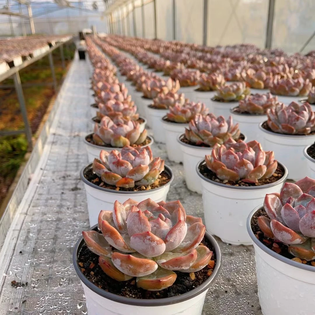 橙梦露，福袋奖品。