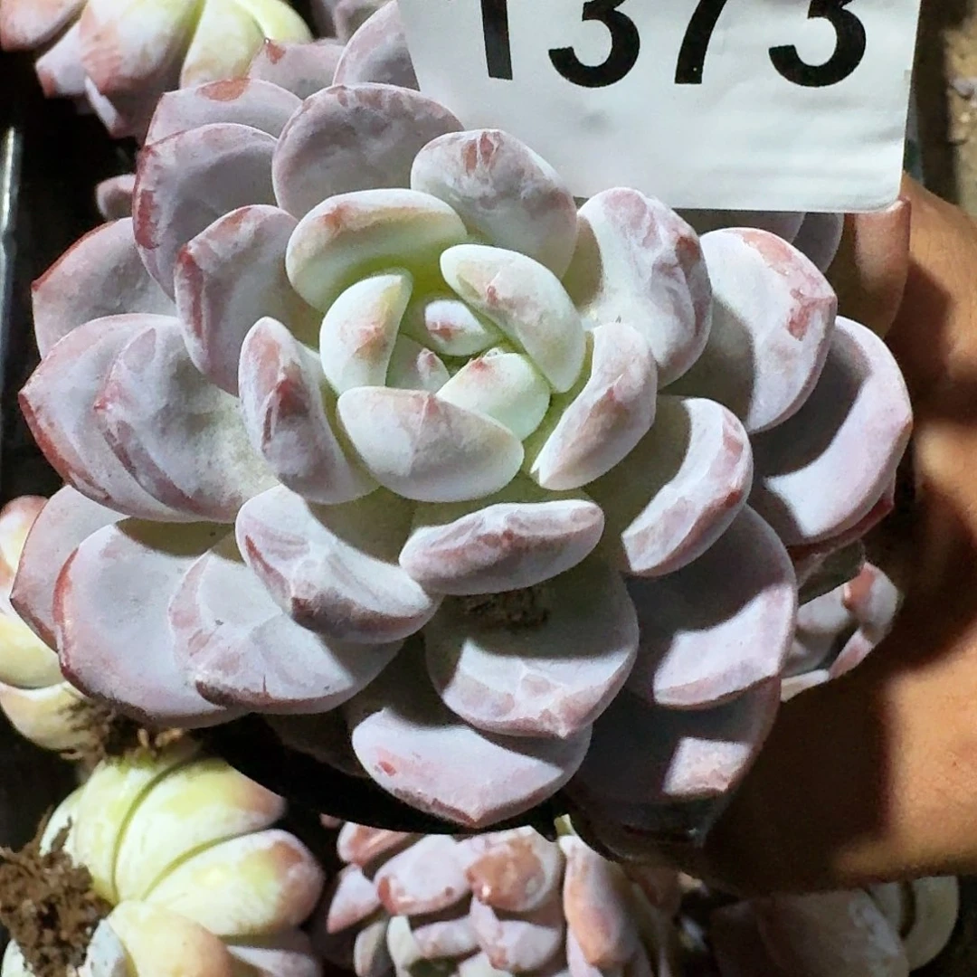 3316164949916191994