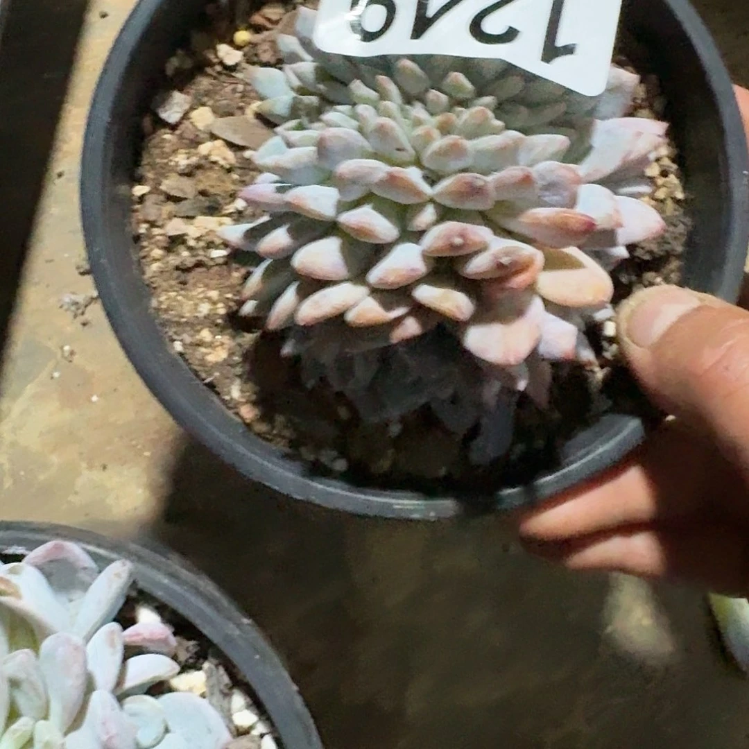 简**单128856333955588