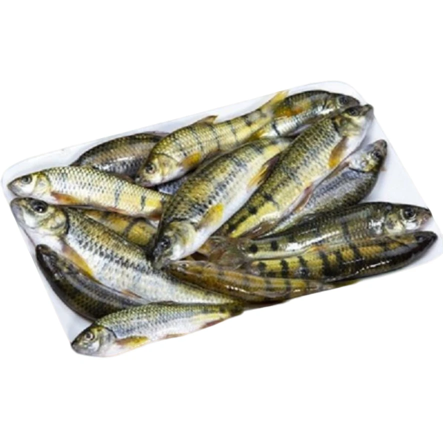 千岛湖生态石斑鱼 约250g (8-9条)