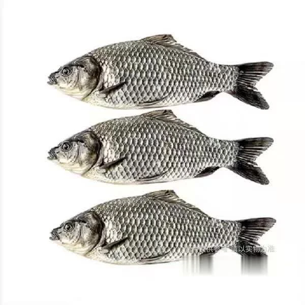 鲜活小鲫鱼4-5条 约500g