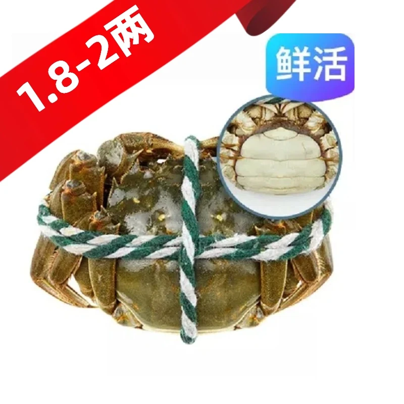 【饱满】自有基地1.8-2.0两母蟹 1只