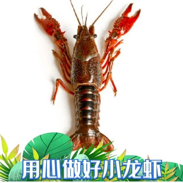 鲜活小龙虾大号（789钱） 1斤装（一斤13-16只）龙虾同城送