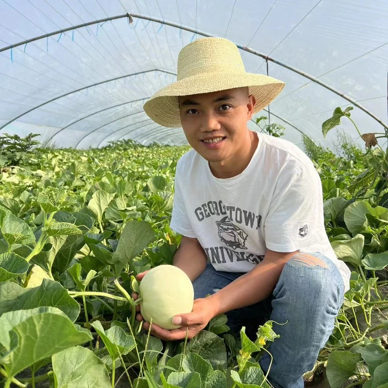 陕西阎良甜瓜新鲜采摘头茬果当季香瓜甜蜜多汁产地直供整箱5斤