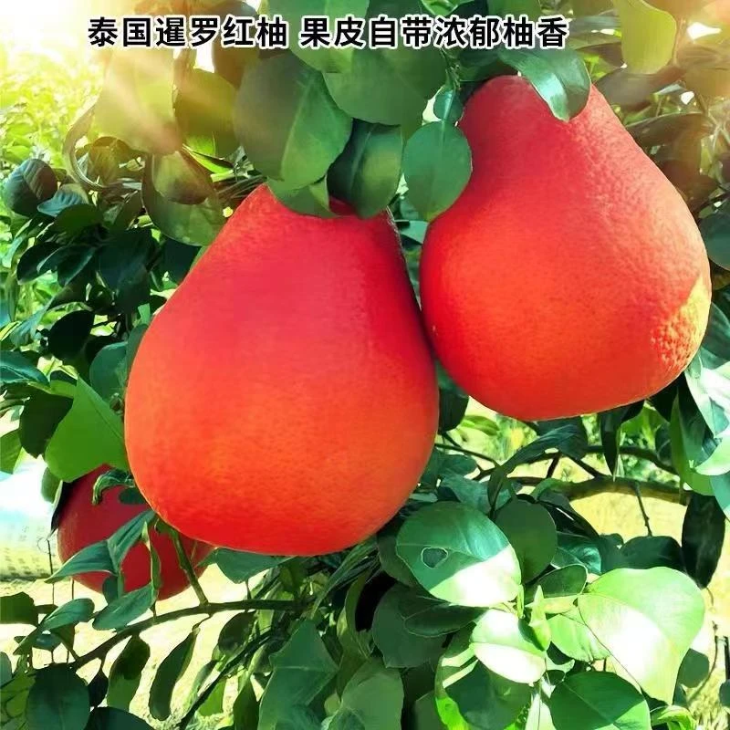 正宗暹罗红柚新品种红心柚红皮柚子无籽蜜柚沙甜柚沙田柚苗果树苗
