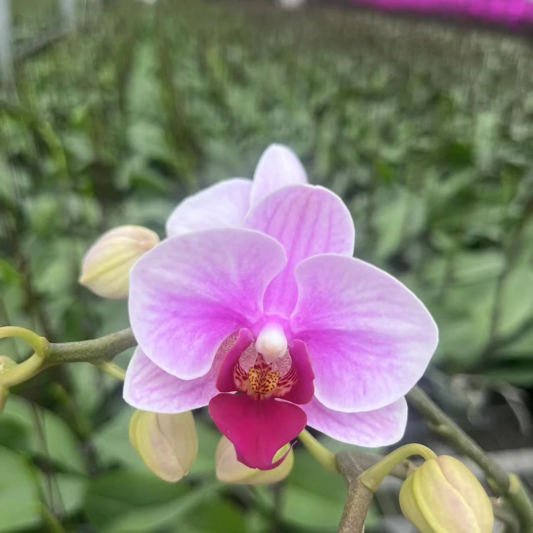 【宝贝3.5 寸精品蝴蝶兰】室内高端花卉基地直发