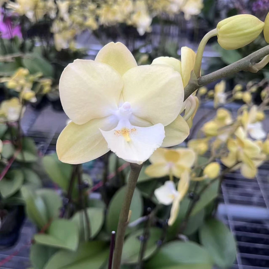 【宝玉精品蝴蝶兰】室内高端花卉基地直发