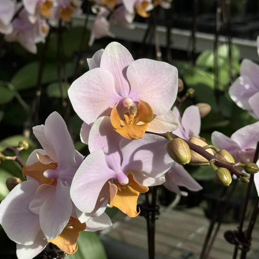 【图尔坎3.5寸精品蝴蝶兰】室内高端花卉基地直发