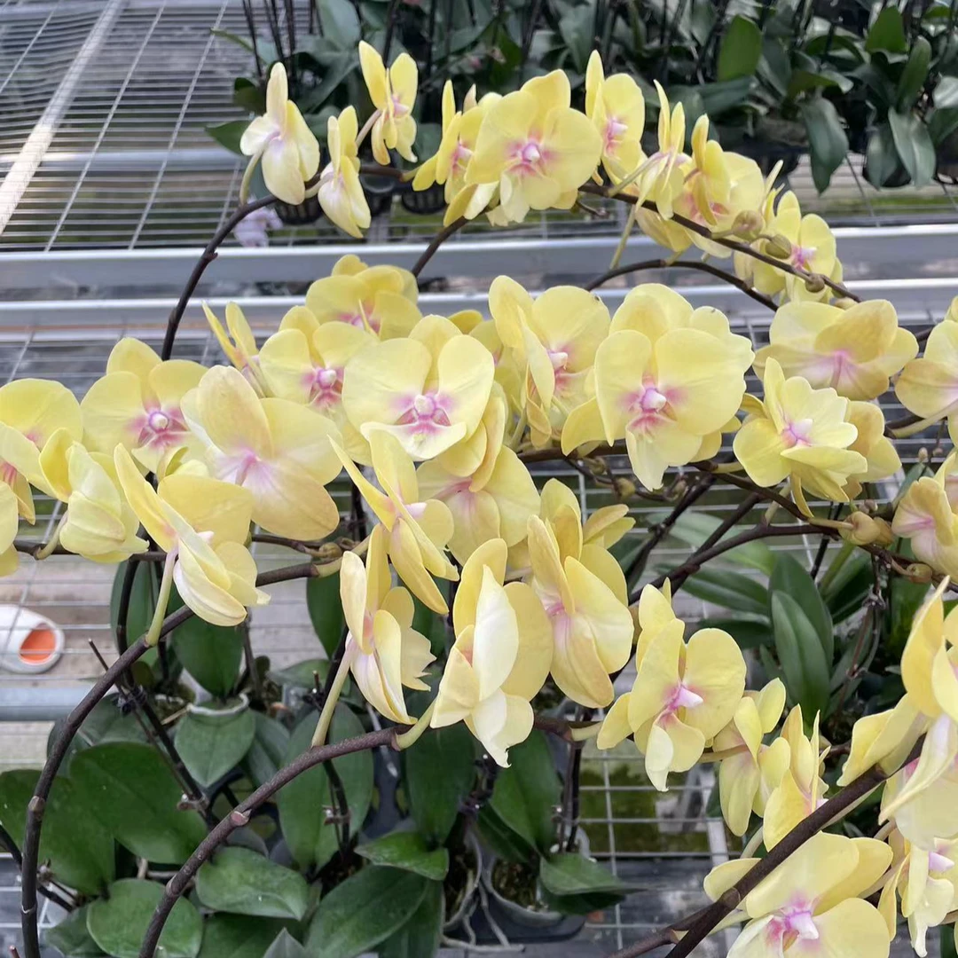 叶片瑕疵【美娇娘精品蝴蝶兰】室内高端花卉修剪养护
