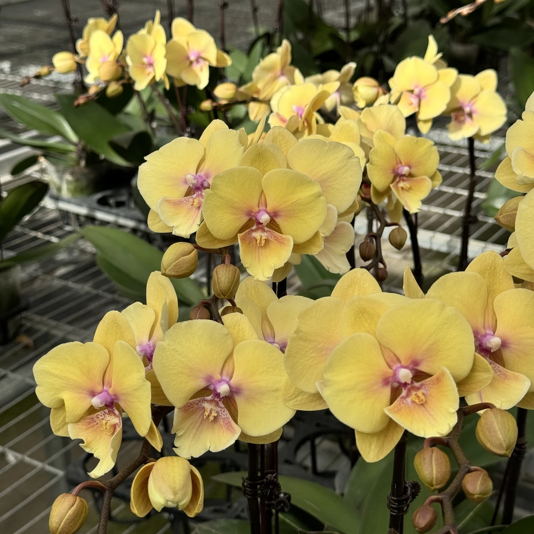 【K68plus精品蝴蝶兰】基地直发室内高端花卉