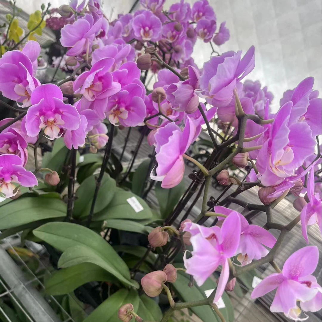 【蕾丝安娜精品蝴蝶兰】3.5寸高端室内花卉基地直发开花夏季