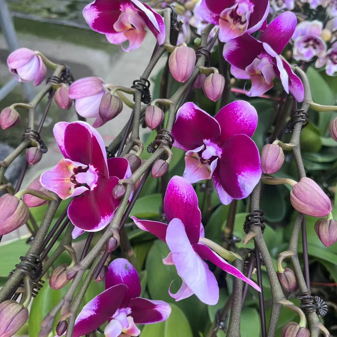 [五星上将3.5寸精品蝴蝶兰】基地直发室内高端花卉