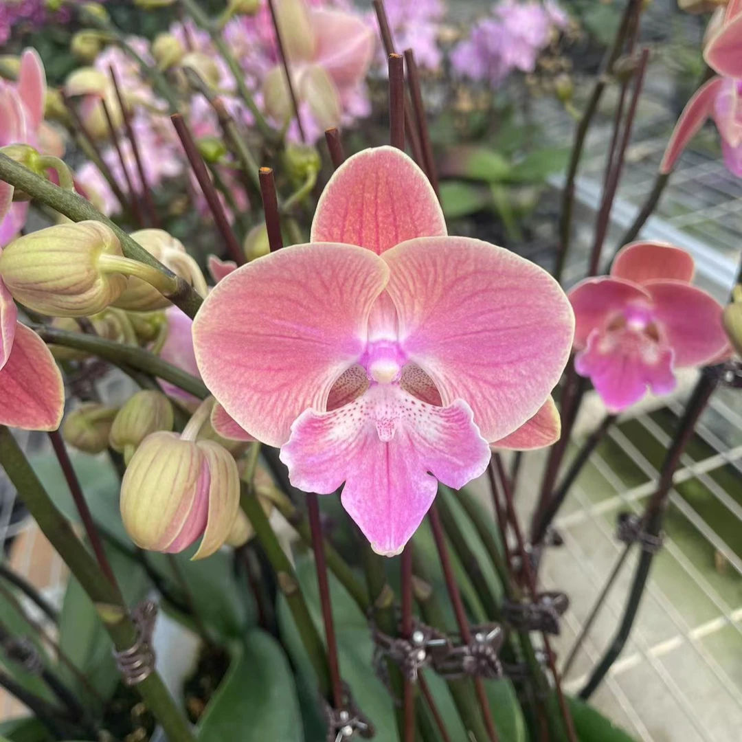【唯美3.5寸精品蝴蝶兰】室内高端花卉夏季开花基地直发