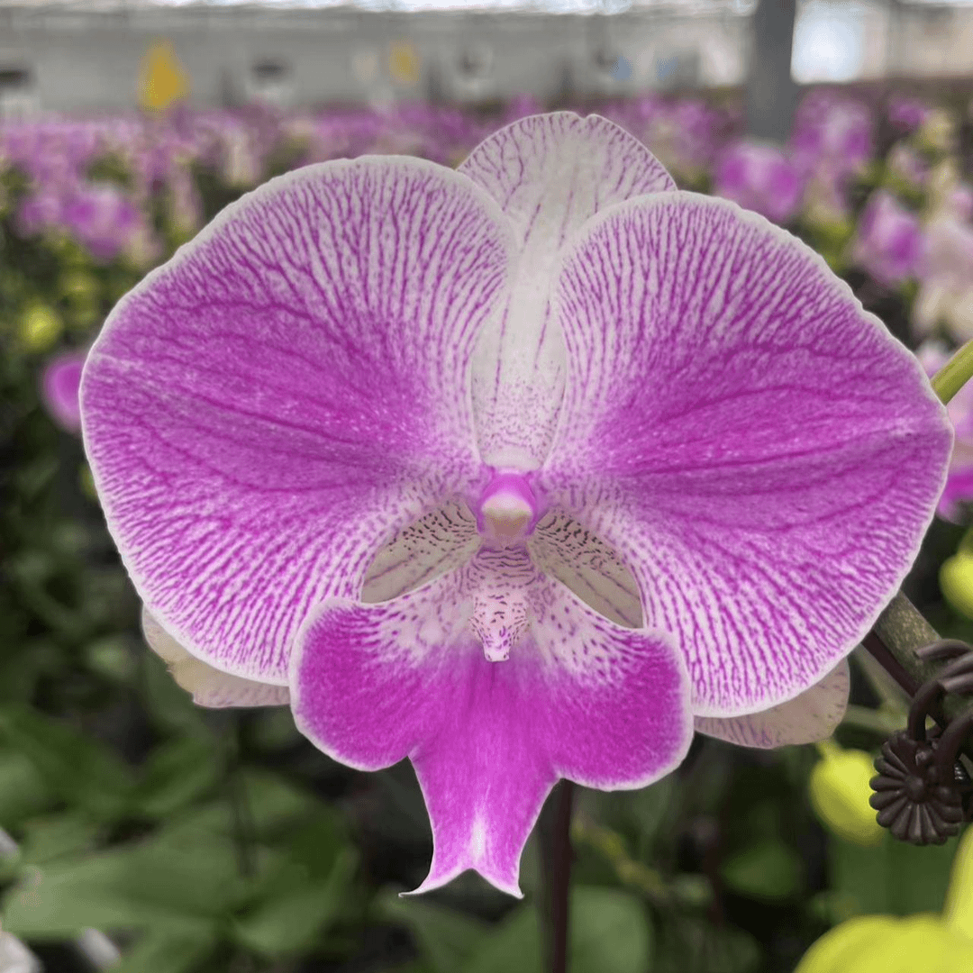 【梦露3.5寸精品蝴蝶兰】室内高端花卉基地直发开花夏季