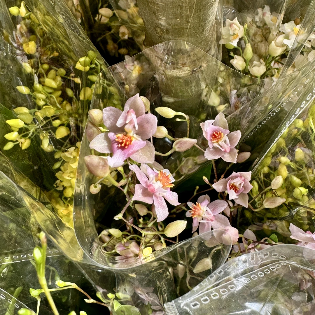 【梦香兰精品香水兰】花室内观赏花卉带花带花苞