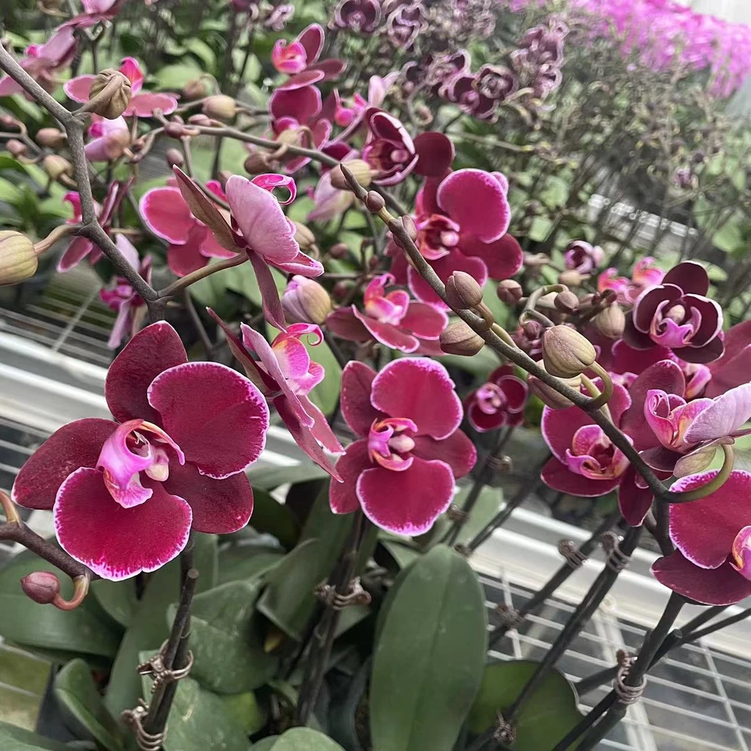 【蒙彼利埃精品蝴蝶兰】室内高端花卉基地直发