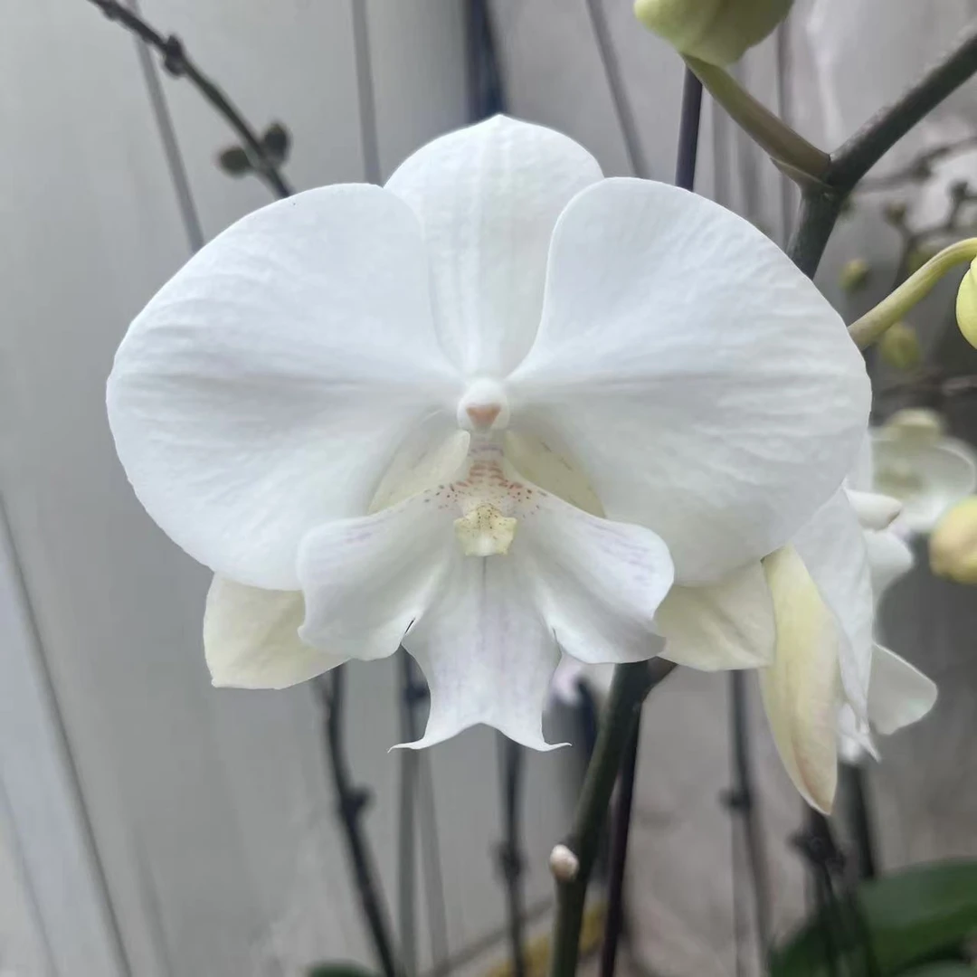 【曼塔明多洛3.5寸精品蝴蝶兰】室内高端花卉基地直发