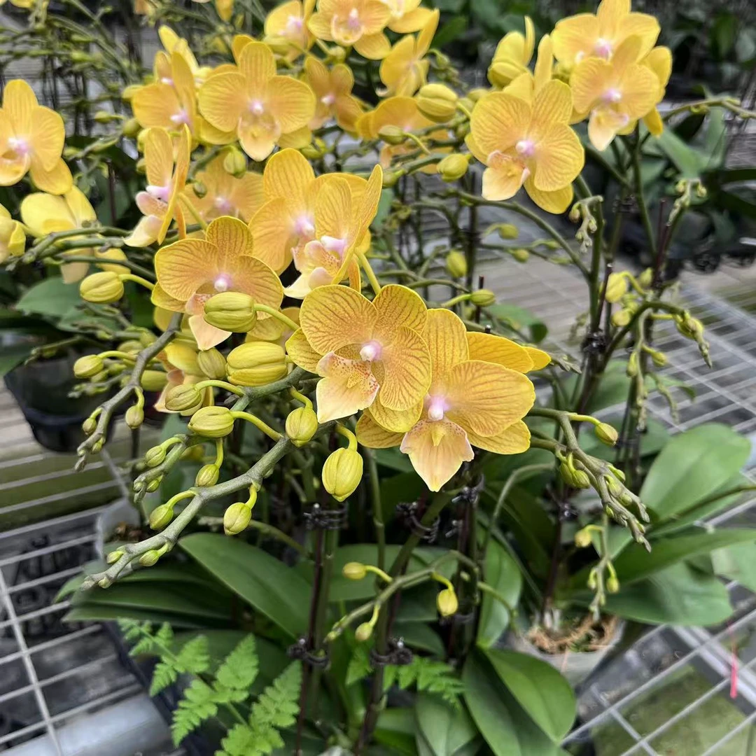 【金色年华3.0寸精品蝴蝶兰】室内高端花卉基地直发