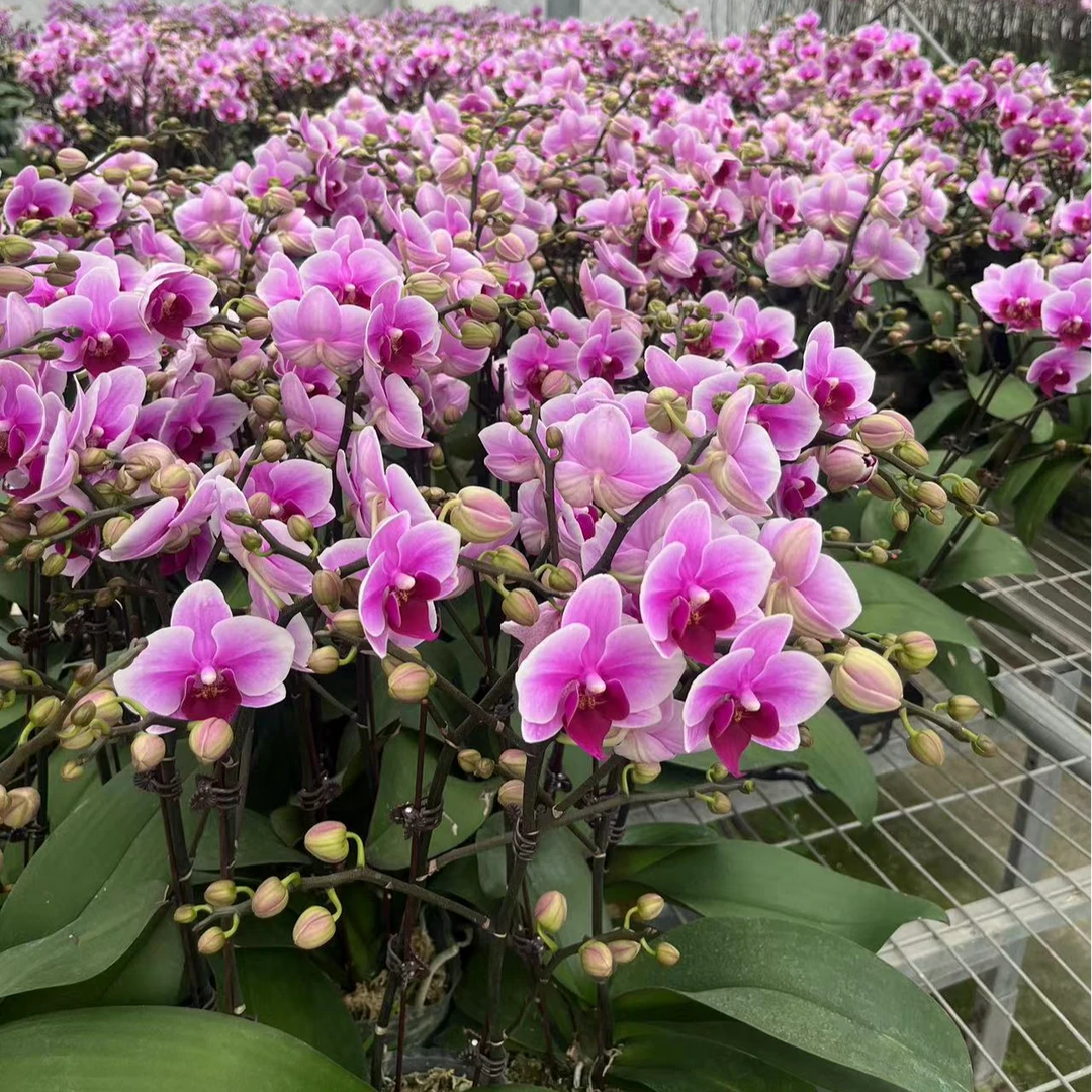 [粉红珍珠3.5寸精品海荣蝴蝶兰】基地直发室内高端花卉
