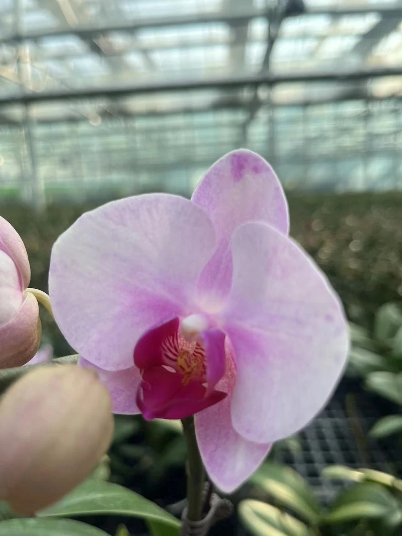 【杭州美人3.0  精品蝴蝶兰】室内高端花卉基地直发