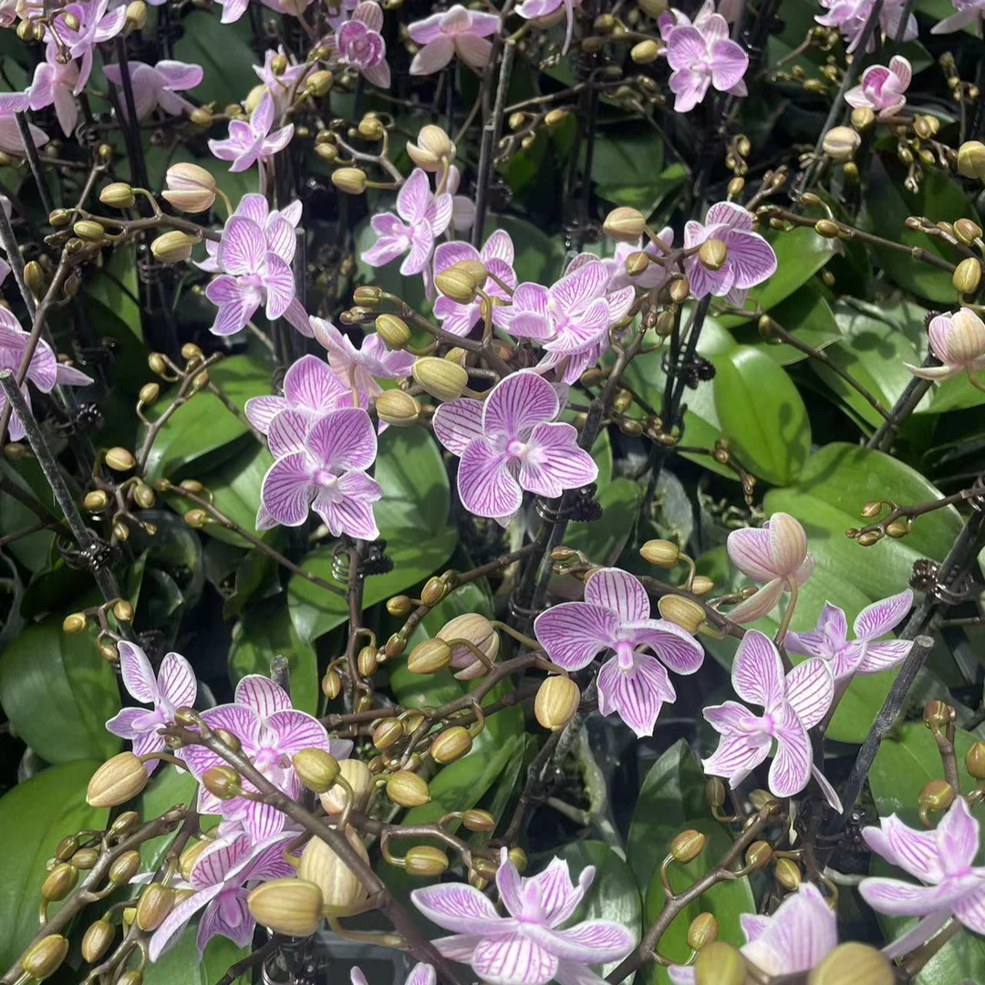 【樱花大舌头精品蝴蝶兰】室内高端花卉基地直发