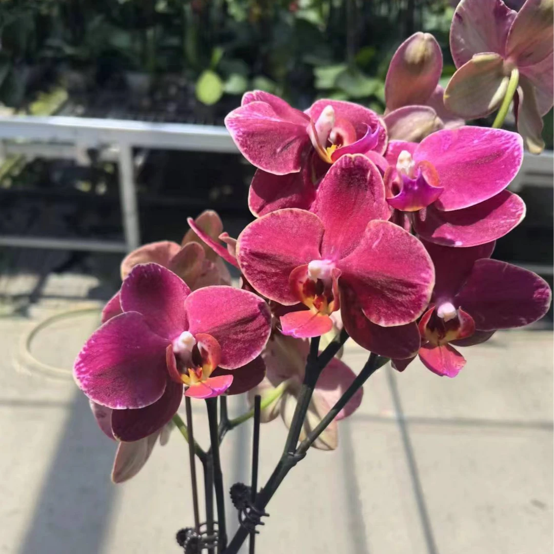 叶片瑕疵【突尼斯精品蝴蝶兰】室内高端花卉3.5寸双花剑发货