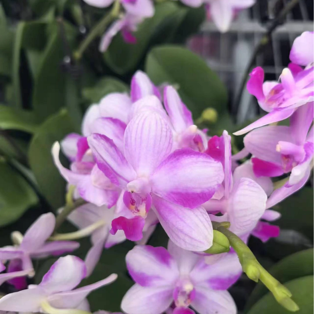 【紫水晶精品蝴蝶兰】室内高端花卉朵丽蝶系列