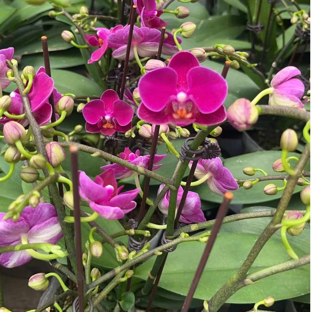【小红帽精品蝴蝶兰】3.5寸高端室内花卉基地直发开花夏季