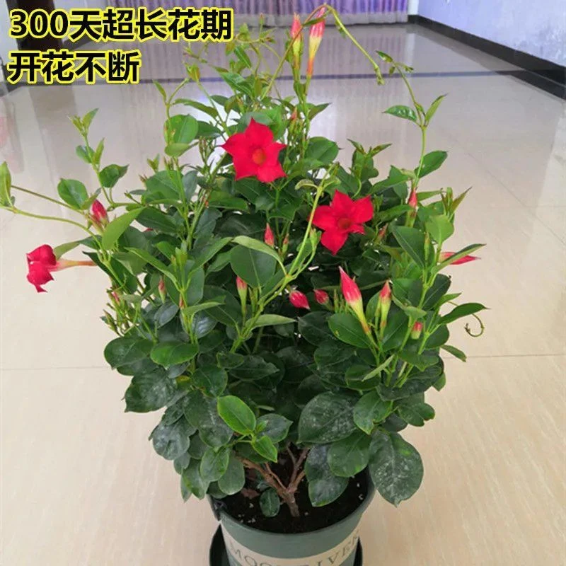 飘香藤盆栽双喜藤爬藤植物好养四季开花卉好养室内室外庭院