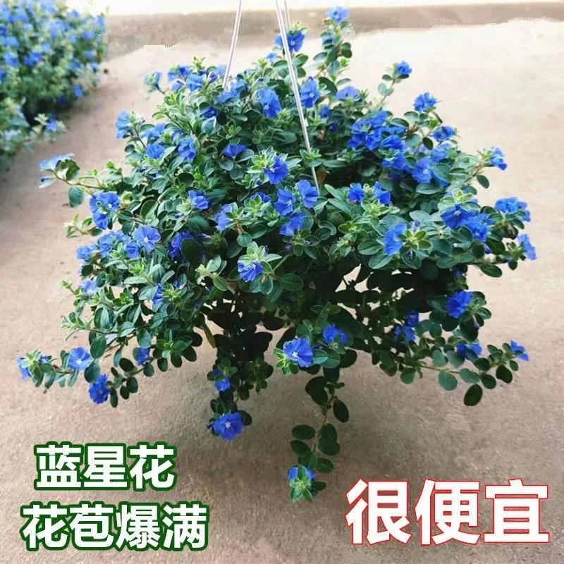 蓝星花盆栽带花苞阳台庭院花园耐热四季开花吊兰花卉垂吊好养植物