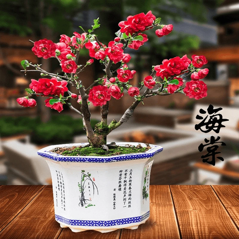 海棠花盆栽树苗老桩微型小树桩四季海棠花卉日本海棠长冠寿盆景