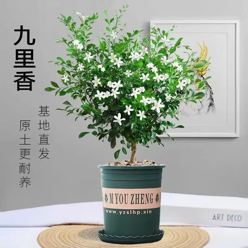 九里香盆栽带花苞绿植室内阳台浓香型植物四季好养易活耐热耐寒