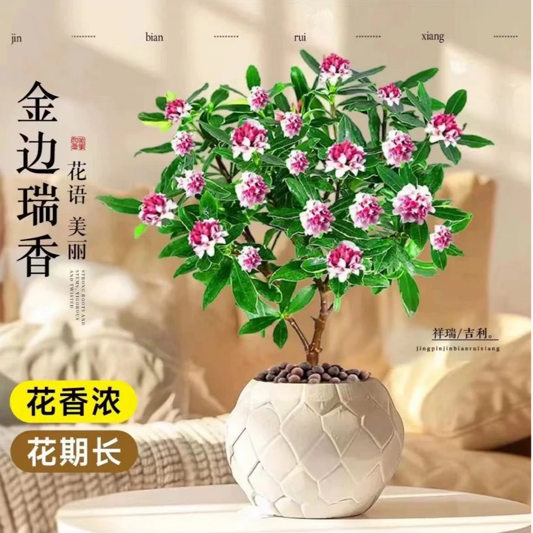 金边瑞香花瑞香耐寒四季常青年宵花室内开花浓香型常绿芳香传统