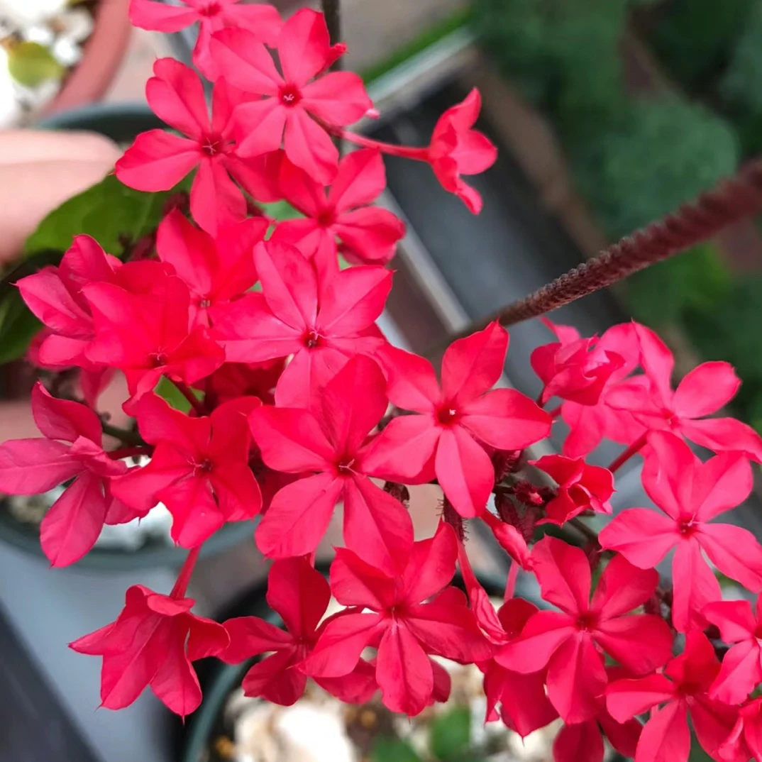 红雪花四季耐热阳台庭院绿植花卉白雪花红雪花盆栽好养成活室内外