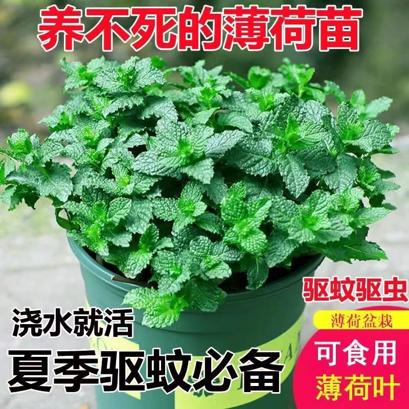 薄荷盆栽可食用留兰香薄荷叶苗驱蚊草水培好养花卉室内办公室绿植