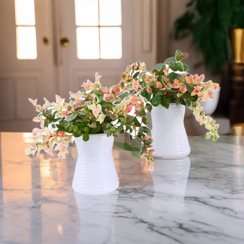 【花叶络石买一送一】绿植盆栽阳台爬藤吊兰耐热耐寒四季观叶五彩花