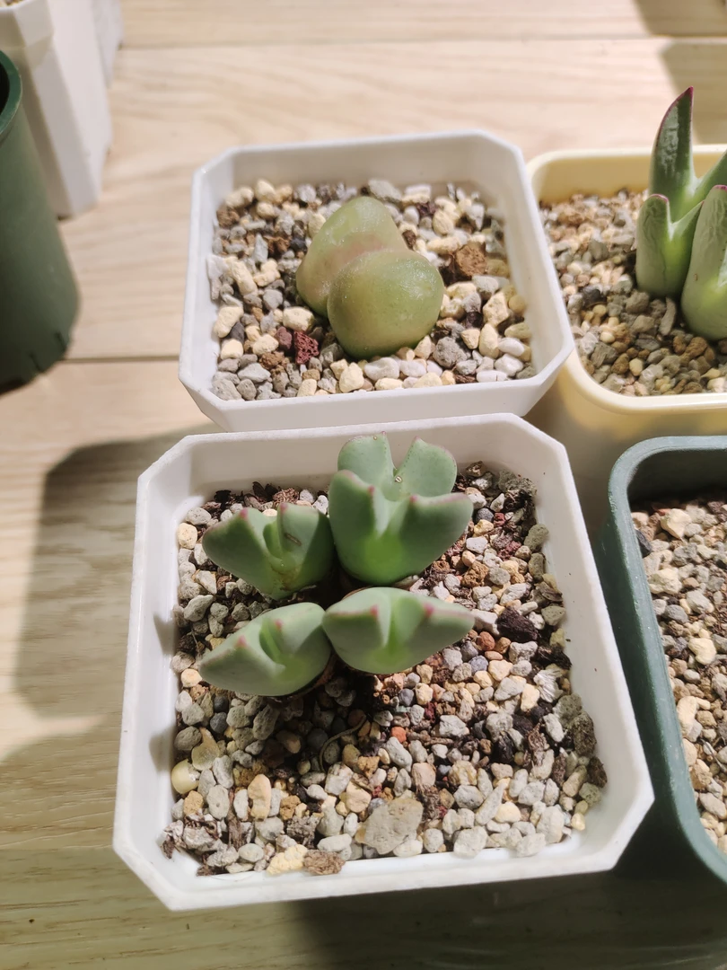 双头灯泡加少将多肉植物