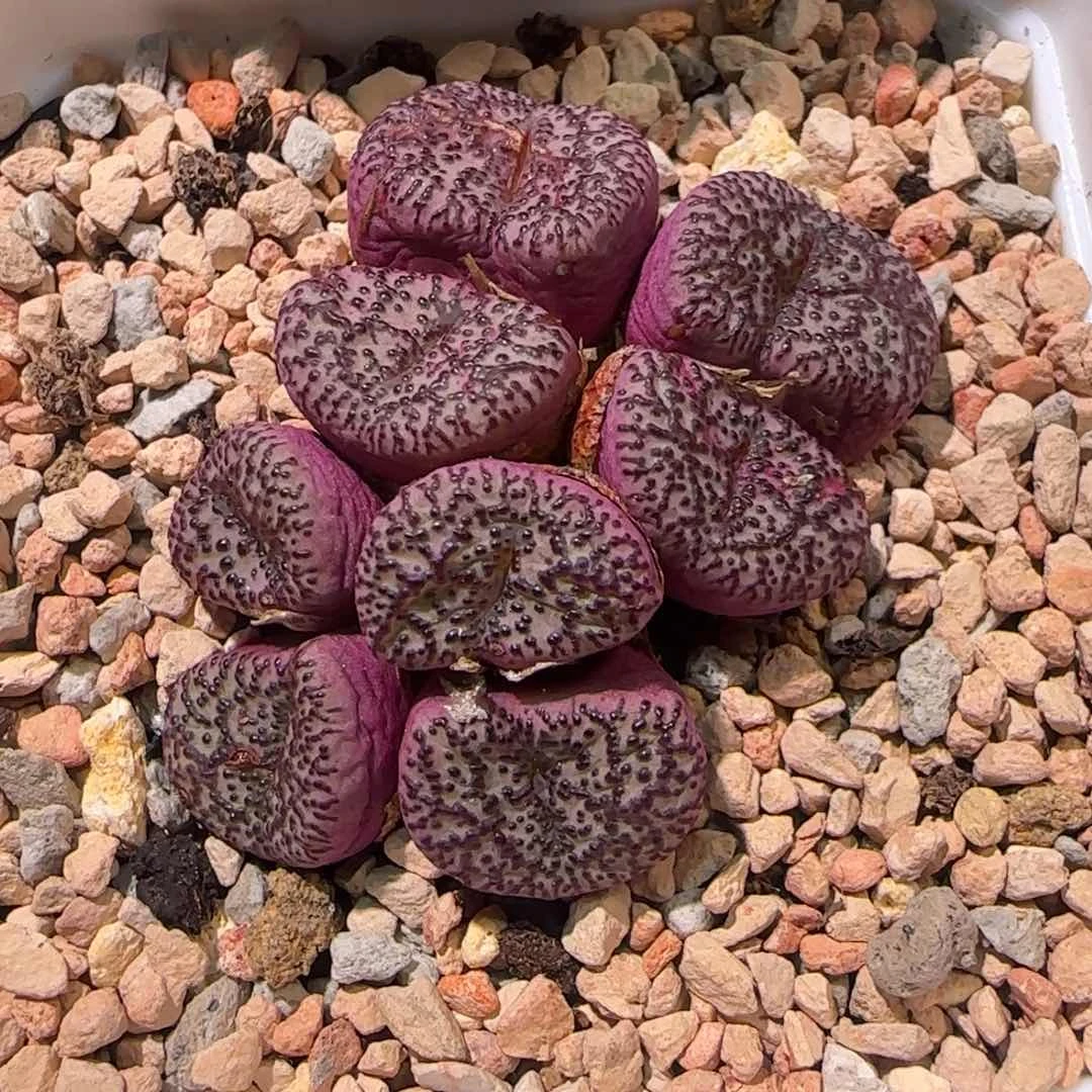霓虹安贞加猫爪多肉植物