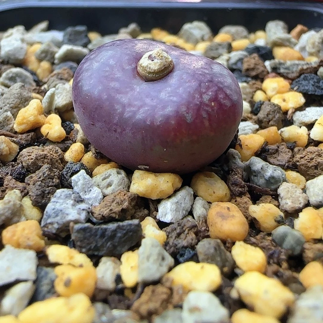 全窗毛杂多肉植物一颗